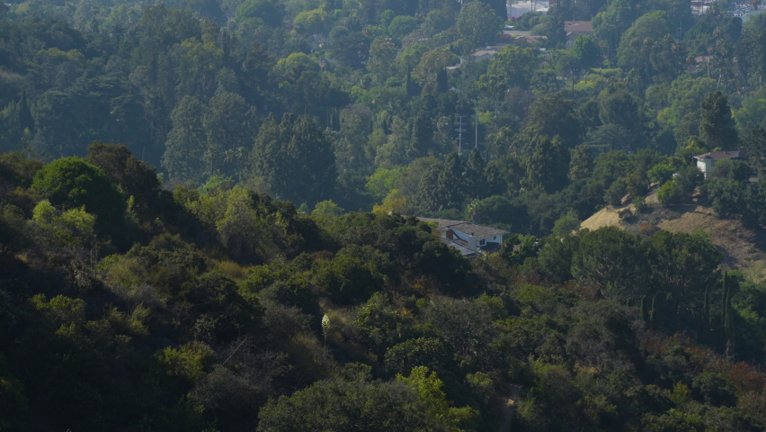 Stationary shot of tree covered hill side in Hollywood Hills Southern California.