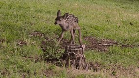 Baby deer fawn with spots barely walking in the forest for nearly the first time in a forest with green understory in Oregon pacific northwest near california. - Powered by Shutterstock - Get 15% off with code: PIKWIZARD15