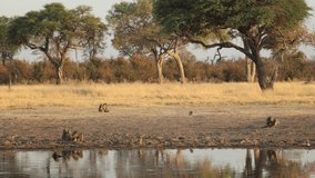 Wide clip of baboons interacting beside a pool of water on a pan in Khwai, Botswana.