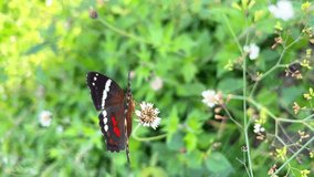 Black butterfly with red and white spots in the field on small white flowers