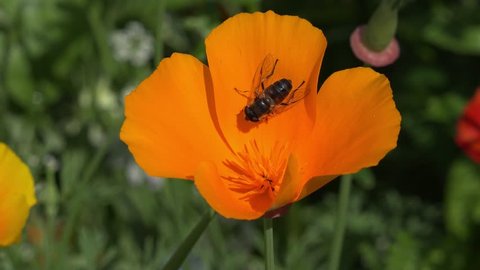 Bee on golden poppy