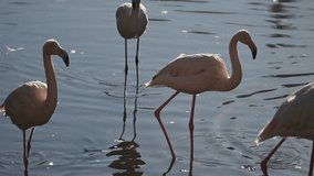 flock of Pink flamingos at sunrise rays in pink wild lake at national park. 4K high quality super slow motion video filmed on high speed camera Nikon z9 