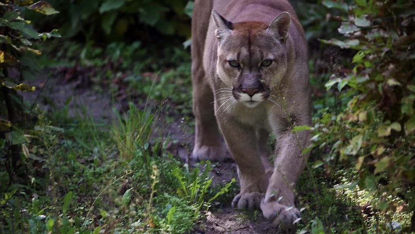Beautiful Canadian Cougar, Puma Concolor hunting in wildlife at Canada forest in morning sun rays. 4k 120fps super slow motion raw footage  Royalty-Free Stock Footage #1096282277