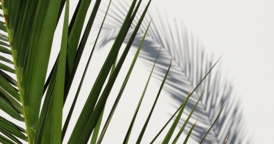Beautiful palm leaf and shadow moving on white wall background, close-up. Tropic summer concept, copy space. Exotic tree branch banner template for product display, greeting, invitation gift card.  Royalty-Free Stock Footage #1096283241