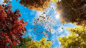 4K. Colorful falling autumn leaves. View through the autumn foliage in the mountain forest. Golden tree leaves. Look up at the golden autumn leaves falling. Slow motion. 
