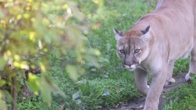 Beautiful Canadian Puma in forest. American cougar - mountain lion. Watching a cougar in the forest, scene in the woods. Wildlife America. Slow motion video