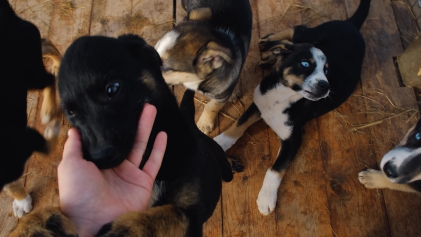 Concept of abandoned and unwanted pets. Black and white Alaskan huskies in kennel enclosure jump on volunteer and bite hands. Top view from first person. Lot of mongrel puppies want adoption. Royalty-Free Stock Footage #1096287567