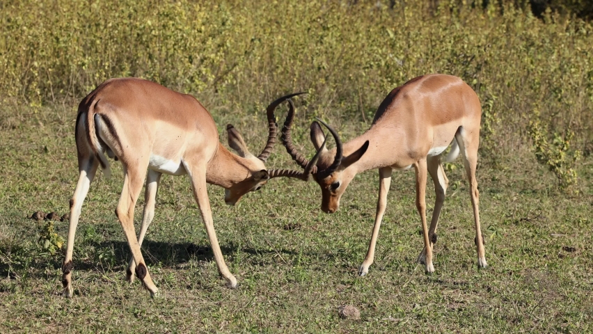 Two male impala locking horns  for dominance, heads bowed to the ground.