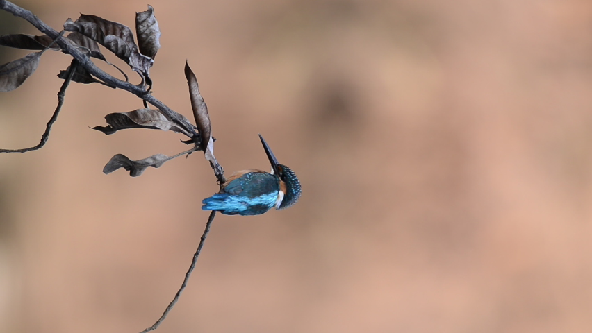 Vertical video, kingfisher (alcedo atthis) cleaning its feathers. Kingfisher standing on a branch with brown background is washing its feathers.