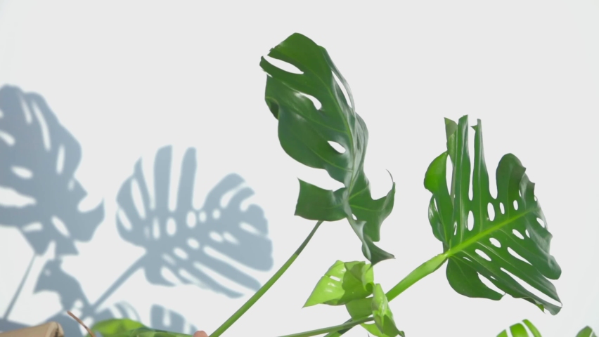 Tropical Swiss cheese plant (Monstera), white background with shadow and wind-generated movement, vertical video for smartphones

 Royalty-Free Stock Footage #1096296699