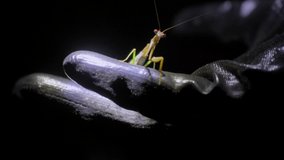 This video shows a close up view of a praying mantis swaying back and forth on a gloved hand.
