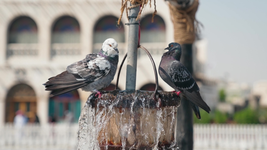 Pigeons playing a bucket of water from the Old Well in Souq Waqif in Doha, Qatar
