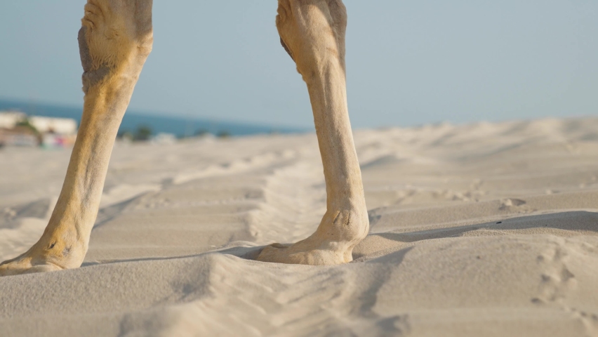 close up of camel paws walking in the desert of Qatar
 Royalty-Free Stock Footage #1096298479
