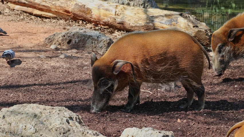 Red river hog, Potamochoerus porcus, also known as the bush pig. This pig has an acute sense of smell to locate food underground.