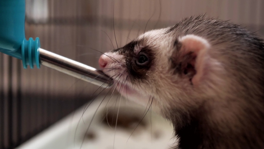 close-up, the ferret drinks water from a drinking bowl. Mustela putorius furo