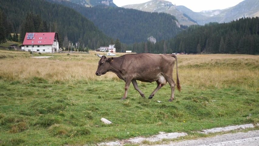 Beautiful mountain cows graze on the green grass of the Alps. Traveling and relaxing.