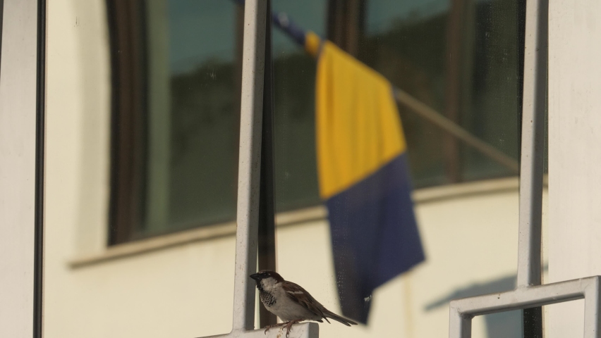 House Sparrow Bird Singing in Front of Bosnian Flag, Symbol of Hope, Bosnia