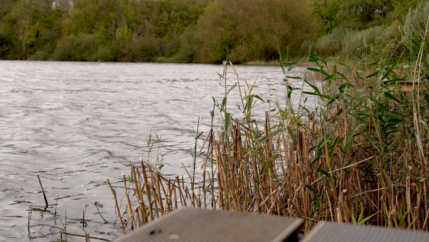 Close up of reeds blowing in the wind on the side of a choppy lake in the countryside