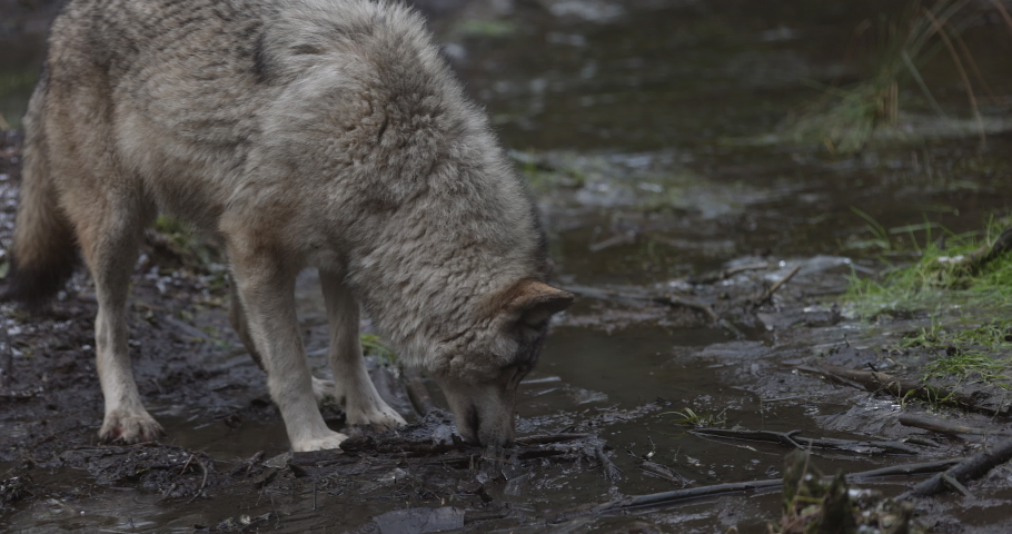 Grey wolf takes stick in mouth from muddy waters on autumn fall day - medium shot