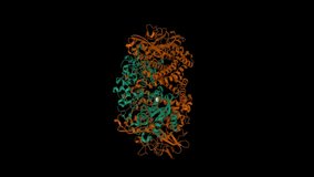 High resolution structure of native hydrogenase (Hyd-1) from Escherichia coli. Animated 3D cartoon and Gaussian surface models, entity id color scheme, PDB 6fpo, black background