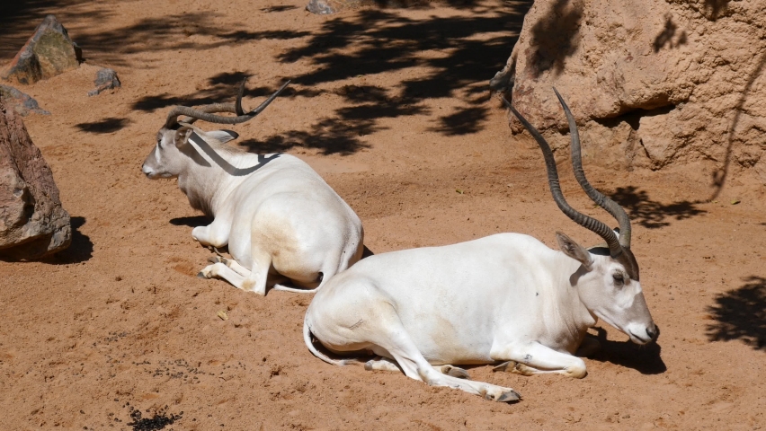 Herd of adult Addax, resting.