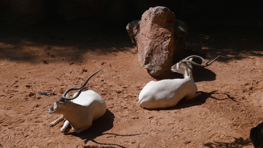 Herd of adult Addax, resting.
