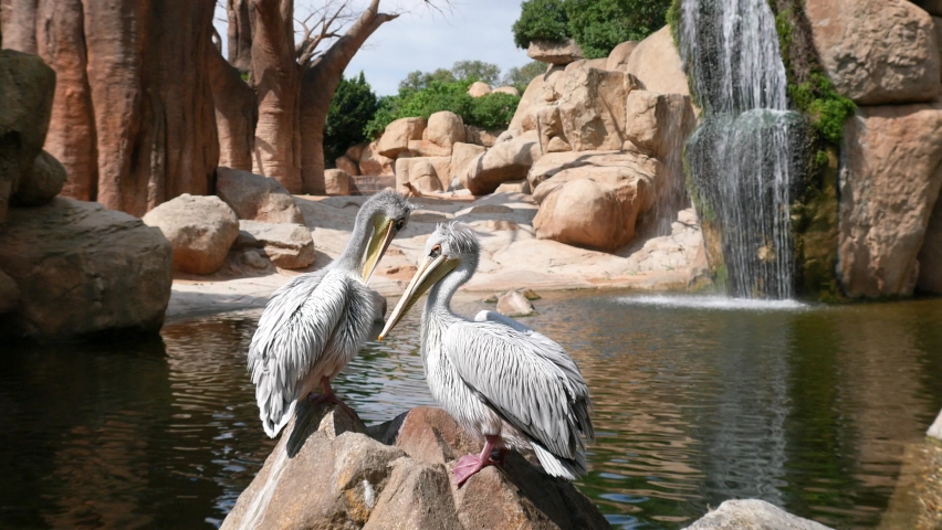 Сouple of curly pelicans standing on the rock in front of beautiful waterfall.