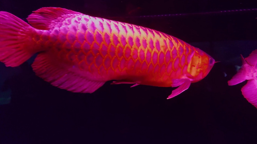 Scleropages formosus is a species of freshwater fish from Southeast Asia. This fish has a long body and very beautiful scales, there are various types, there are red, gold and green