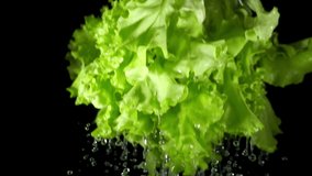 Water drops flow down from a fresh leaves lettuce close-up isolated on a black background. Curly lettuce with dripping water. 4k macro slow motion video 60 fps. Filmed on high speed cinema camera.