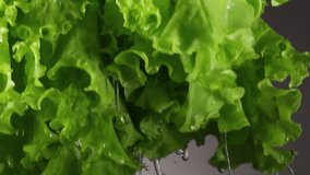 Water drops flow down from a fresh juicy green leaf lettuce close-up on a gray background. Curly lettuce leaves with dripping water. 4k macro slow motion video. Filmed on high speed cinema camera.