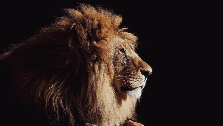 Portrait of a Beautiful lion, lion in dark. Slow motion video Royalty-Free Stock Footage #1096338431