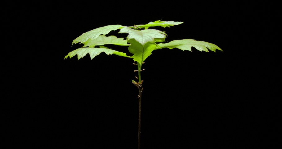 Oak tree sapling growing timelapse, leaf growth carbon sequestration