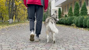 A teenager boy in a red jacket walks on a leash with a wolf-colored husky dog in an autumn park. Video no face, rear view