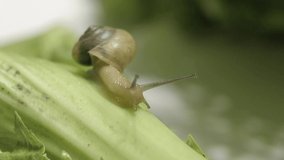 Close-up macro shot of snail crawling on green leaf. Green background