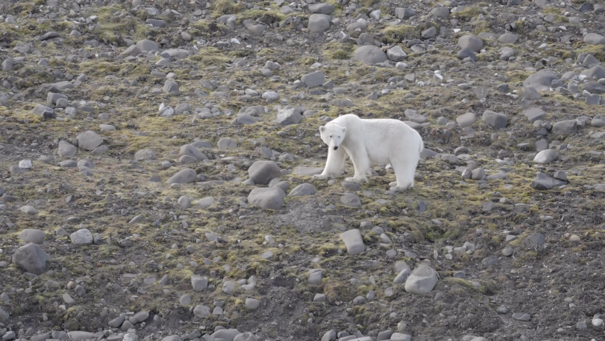 Polar bear Female with radio collar walking on hill, Svalbard
Polar bear female near shoreline with radio collar for tracking, Svalbard,4k,2022 
