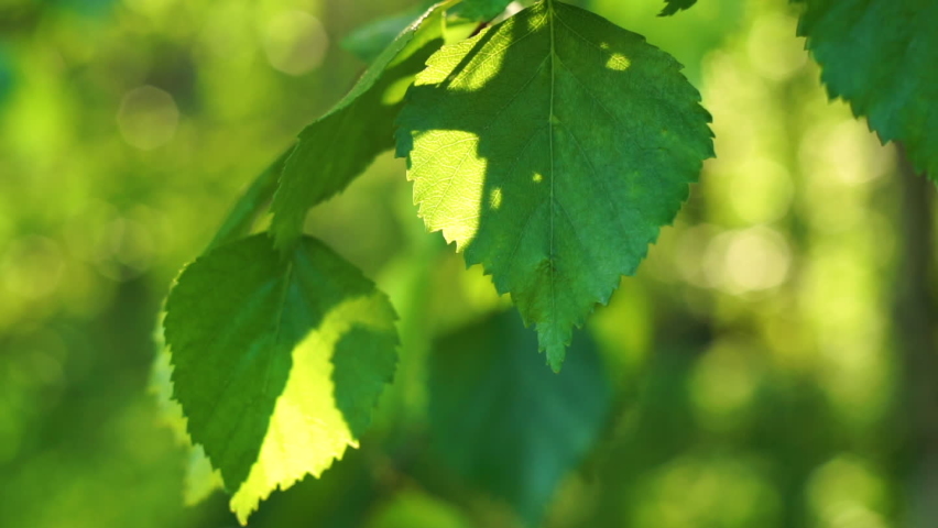 Green birch leaves swing in the wind in the rays of the sun. Natural nature. Allergy to birch pollen. Royalty-Free Stock Footage #1096350631