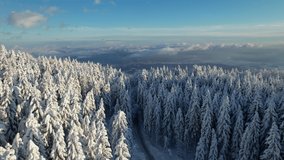 AERIAL: Mountain road winding through snowy forest and gorgeous view of valley. Breath-taking alpine winter forest with freshly snowed treetops and panorama of snow-covered valley with rolling clouds.