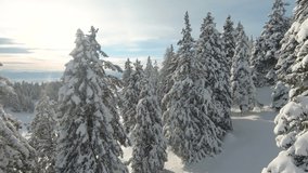 FPV DRONE: Flying among freshly snowed spruce treetops in winter mountain forest. Snowy fairy tale in alpine landscape. Beautiful trees covered in white blanket of snow and gorgeous view of the valley