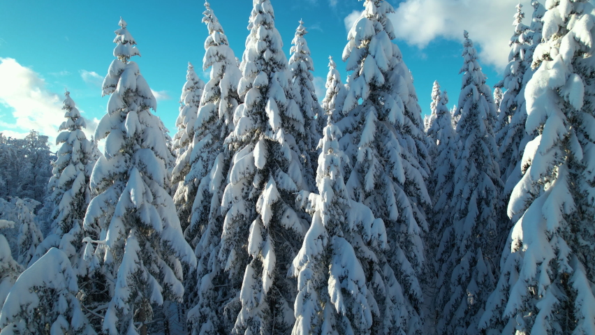 AERIAL: Flight over freshly snowed spruce trees with stunning view of winterscape. Gorgeous sunny winter day after fresh snowfall in high mountains. Snow covered alpine landscape and rolling clouds. Royalty-Free Stock Footage #1096351497