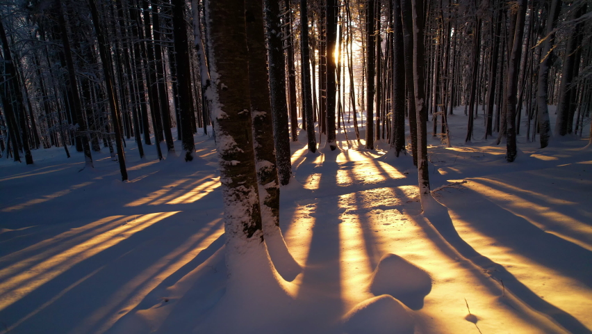 Golden winter sunlight peeking through forest trees covered with fresh snowfall. Winter fairy tale in snowy alpine woodland. Backlit tree trunks casting beautiful shadows across the fresh snow cover. Royalty-Free Stock Footage #1096351507
