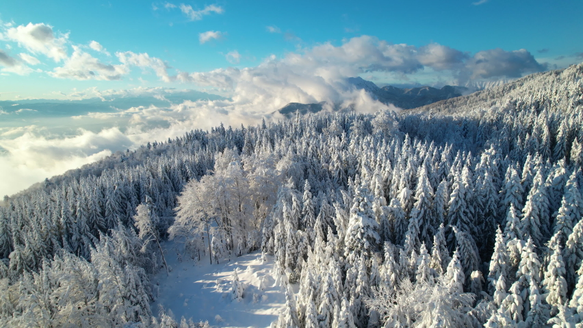 AERIAL: Majestic view of alpine forest, mountains and valley after fresh snowfall. Breath-taking alpine winter forest with snow-capped peaks in background and clouds rolling over snow-covered valley. Royalty-Free Stock Footage #1096351509