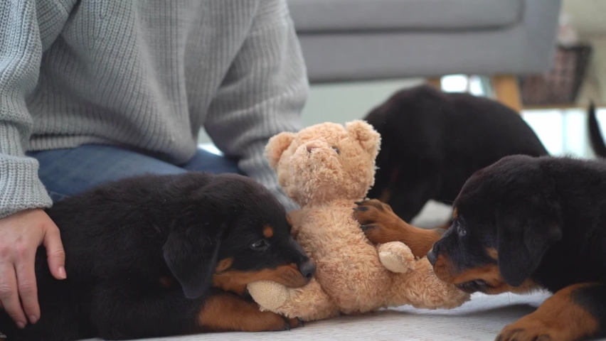 Rottweiler puppies playing and biting plush teddy bear toy beside woman sitting on floor at home Royalty-Free Stock Footage #1096353729