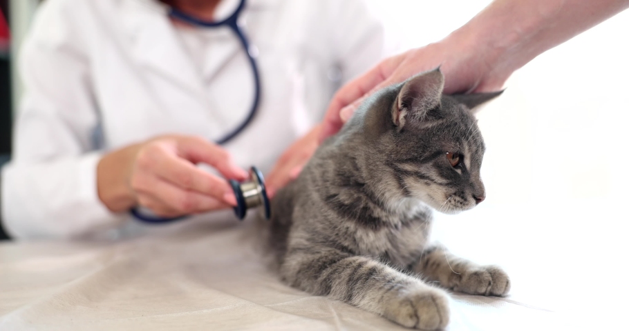Veterinary woman with stethoscope examining cat in medical veterinary office