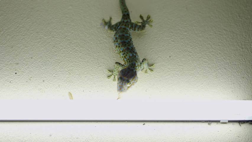 Gekko gecko dinning several insects on a Thailand wall Royalty-Free Stock Footage #1096356665