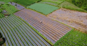 Point of interest (POI) drone shot of a farmer work hoeing on a vegetable plantation ,Beautiful pattern of vegetable plantation in row