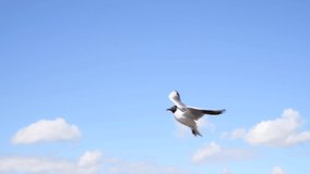 Black-headed gulls (Chroicocephalus ridibundus) flies in the sky during  strong wind. Clear blue sky with few clouds. Selective focus. Real time video. Animals in the wild theme.