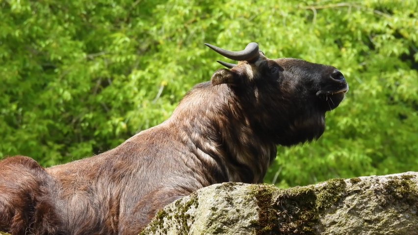 golden takin in wild nature on a green background, sound 