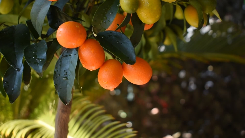 Fortunella margarita Kumquats ( or cumquats ) foliage and Oval fruits on kumquat dwarf tree, close up. Healthy lifestyle, organic fruits. Nature Background. Selective focus. Royalty-Free Stock Footage #1096369393