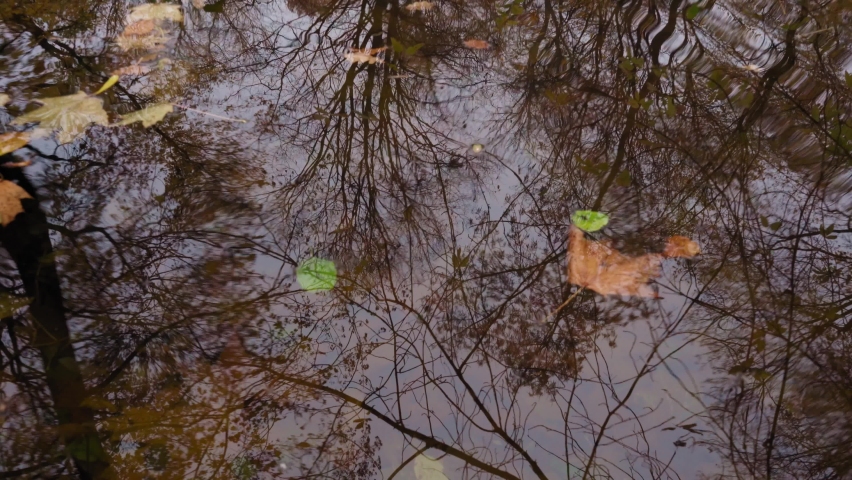 Clear Water with Autumn Leaves, Depression Concept, Calm Autumn River, Cold Dark Lake, November Meditative Video