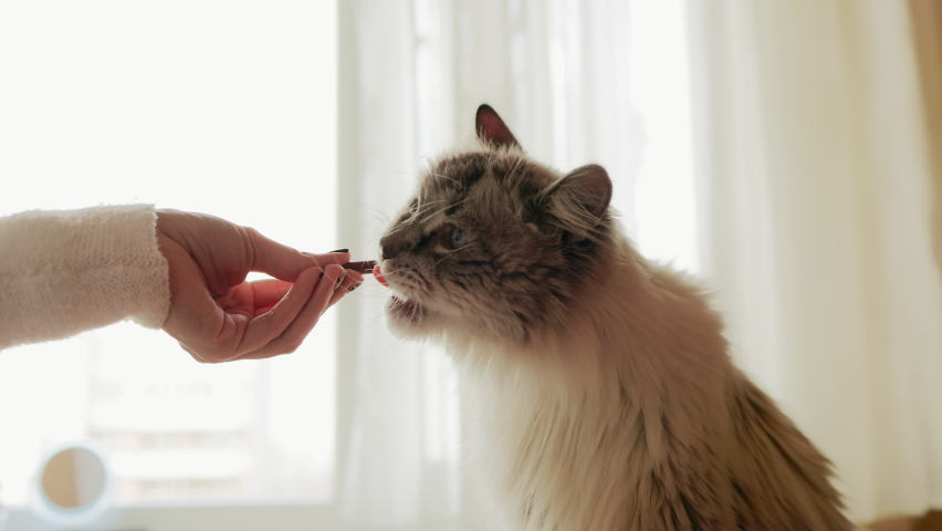 Female hand is feeding an old Neva Masquerade cat | Shutterstock HD Video #1096373911
